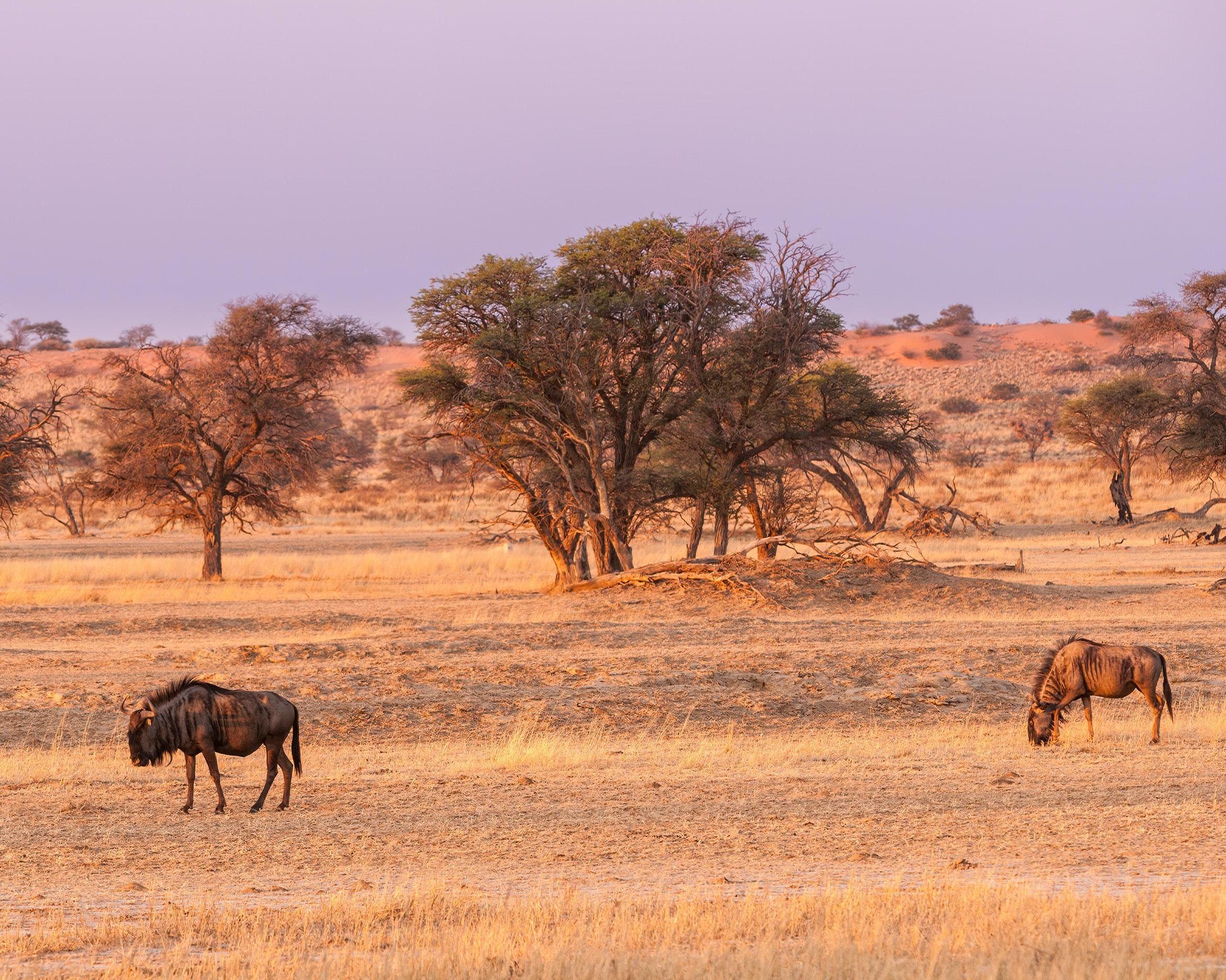 Safari "Faszination Namibia"
