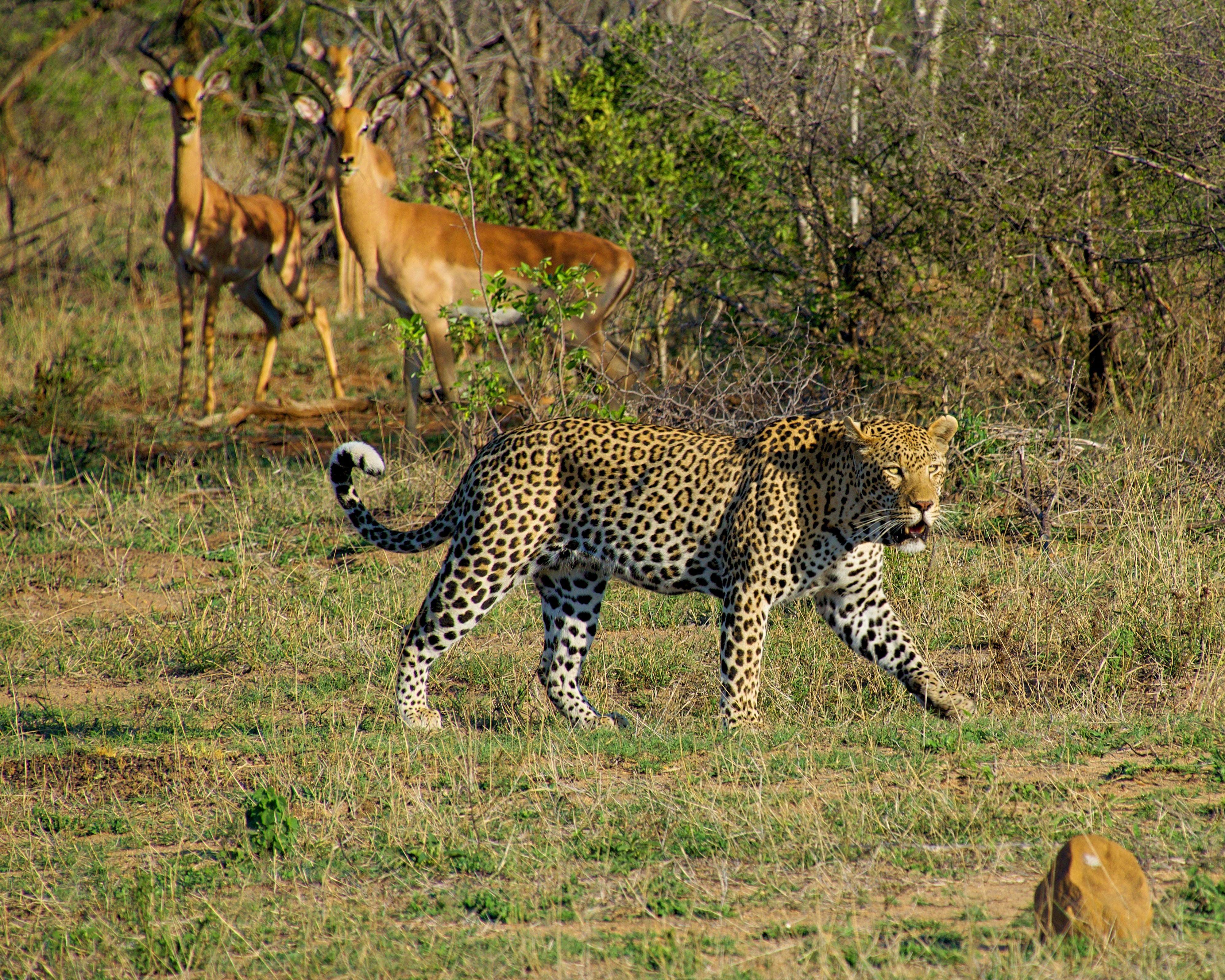 Entdeckung der Wildnis Safari