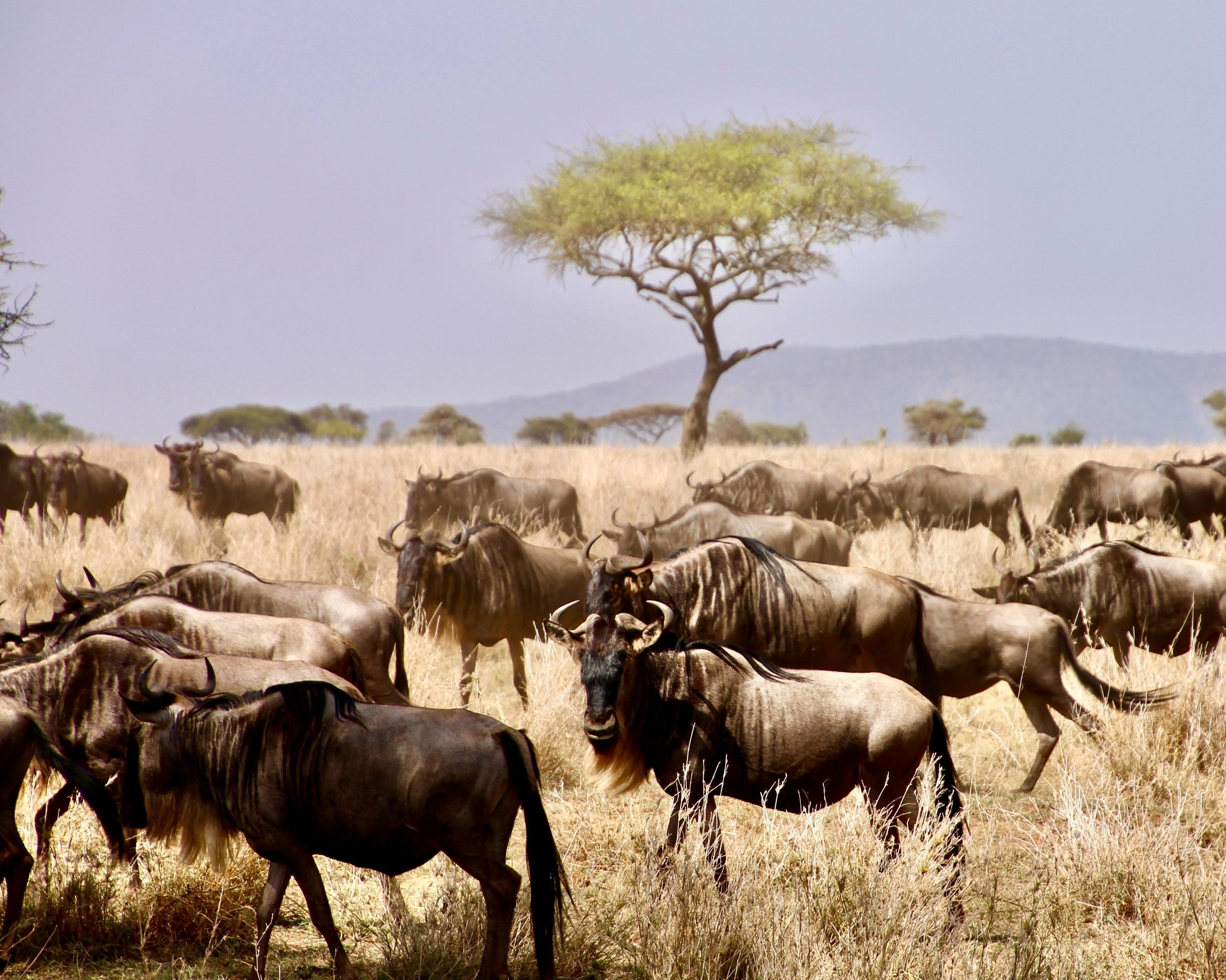 Serengeti Safari 3 Tage (ab/bis Sansibar)