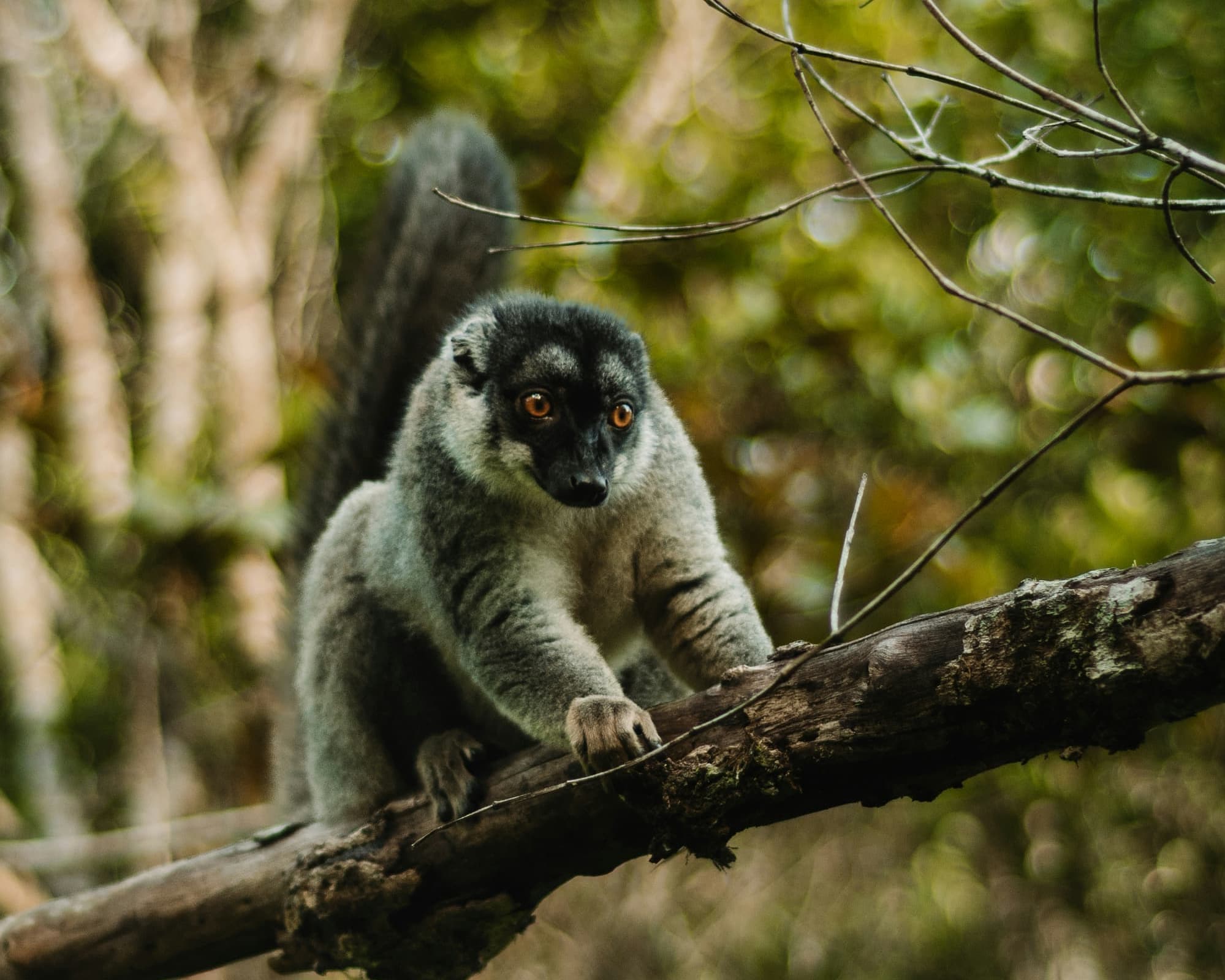 Getting to Know Madagascar's People and Lemurs - 14 Days