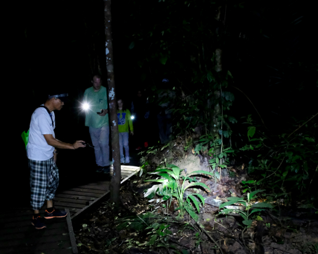 Night Jungle Walk by Mutiara Taman Negara