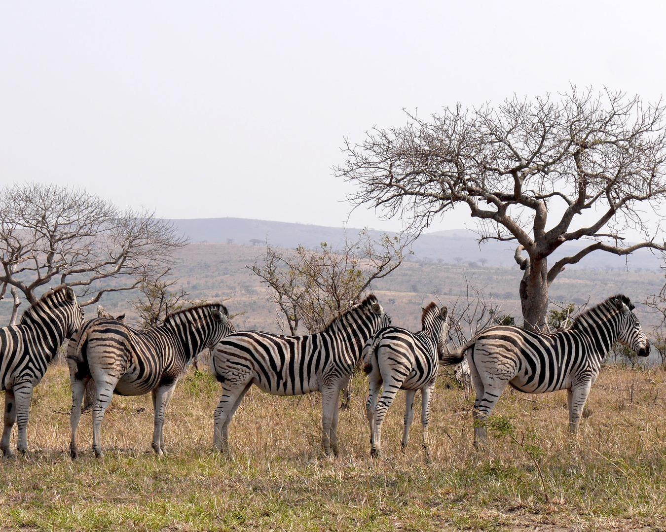 Safari "Südafrikas Wildparks"