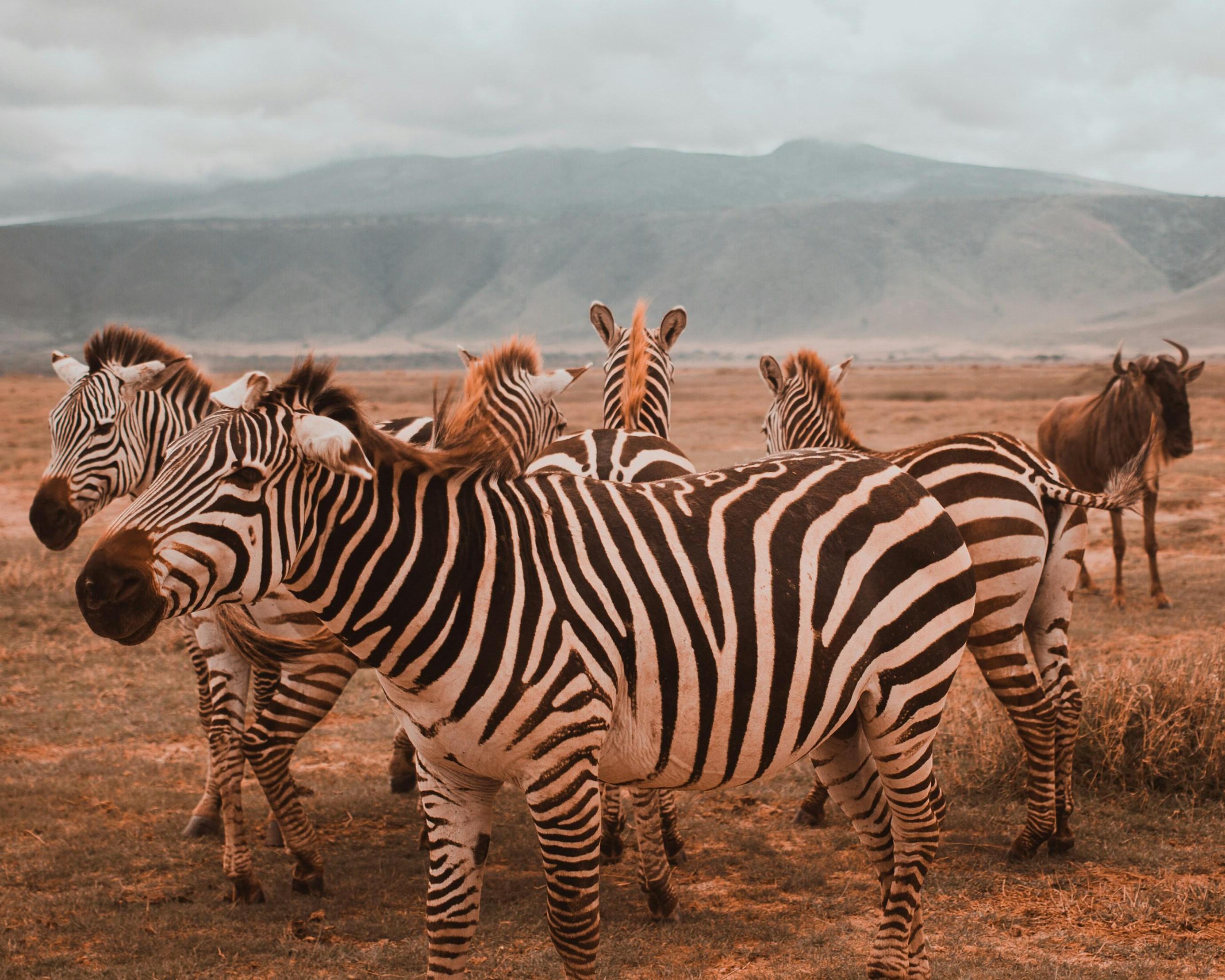 Safari "Tarangire Nationalpark & Ngorongoro" (ab/bis Sansibar)