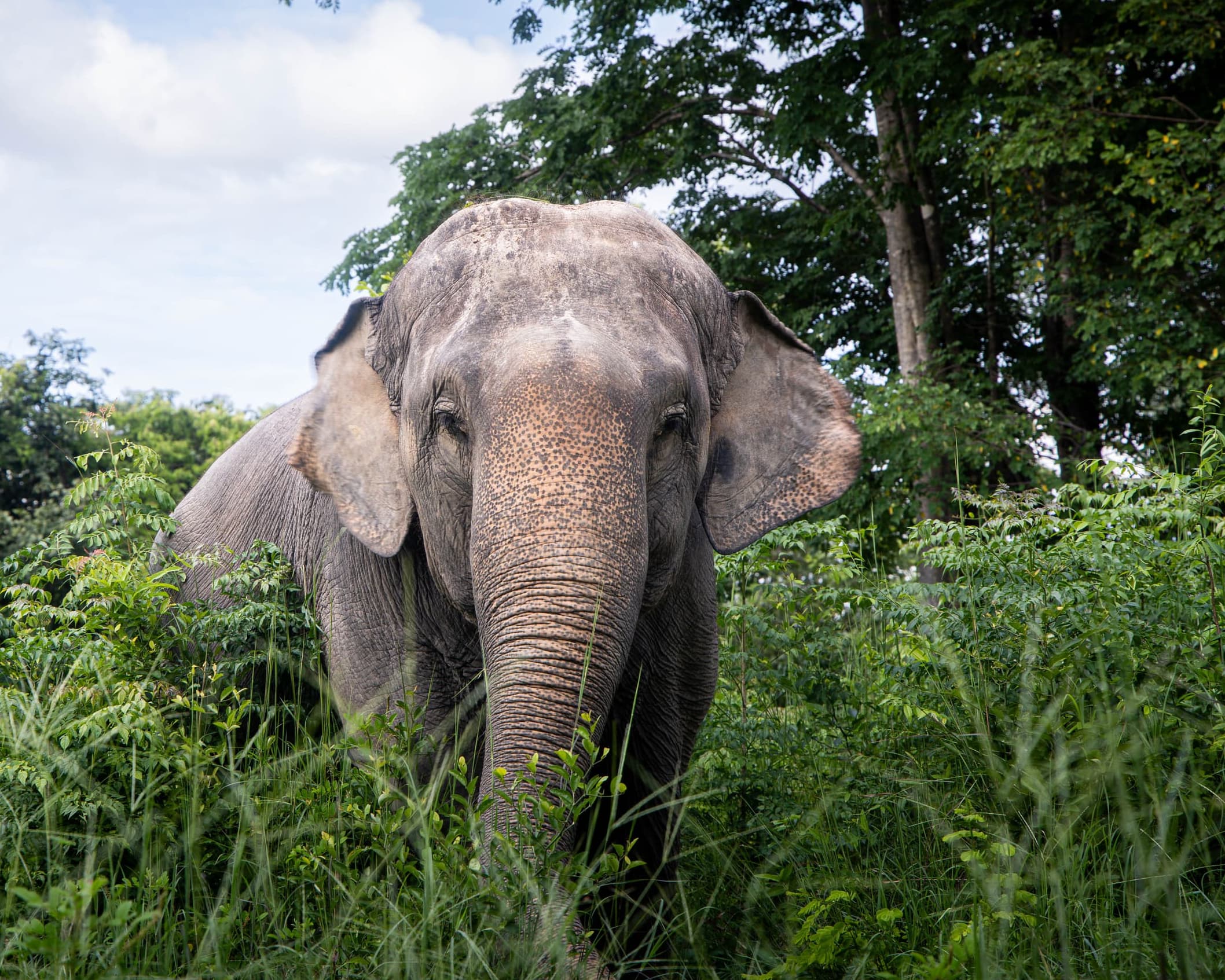 3-dniowe Safari w Bush Camp w Chiang Mai