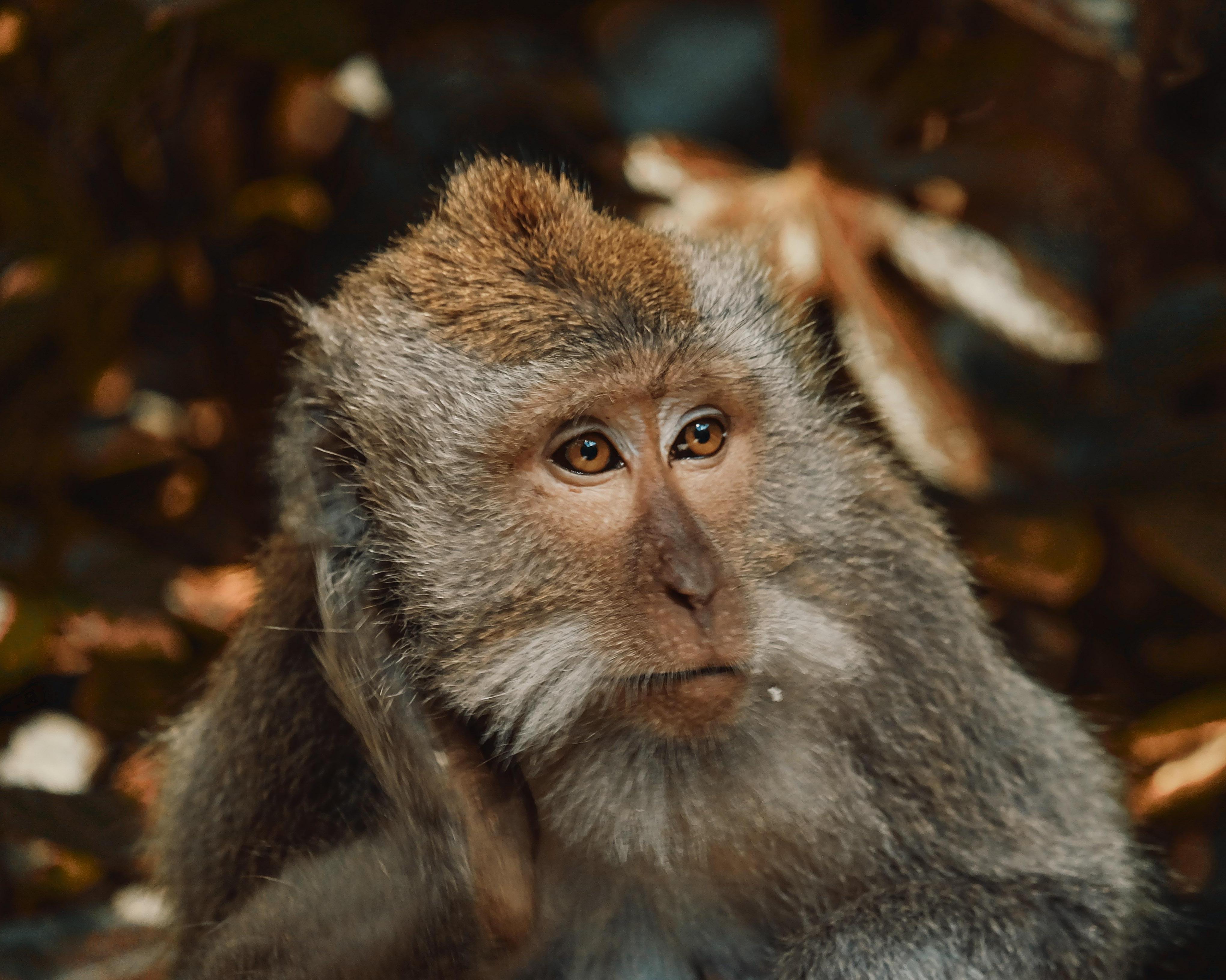 Descopera cu familia: Ubud & Bali Sud, Indonezia - iunie