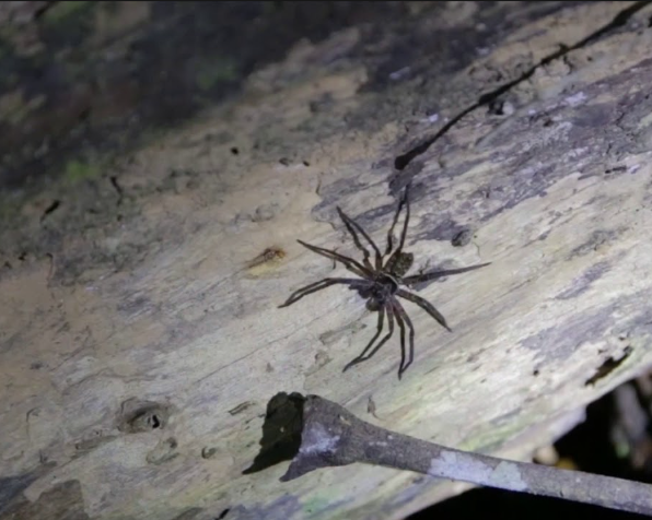 Night Jungle Walk by Mutiara Taman Negara