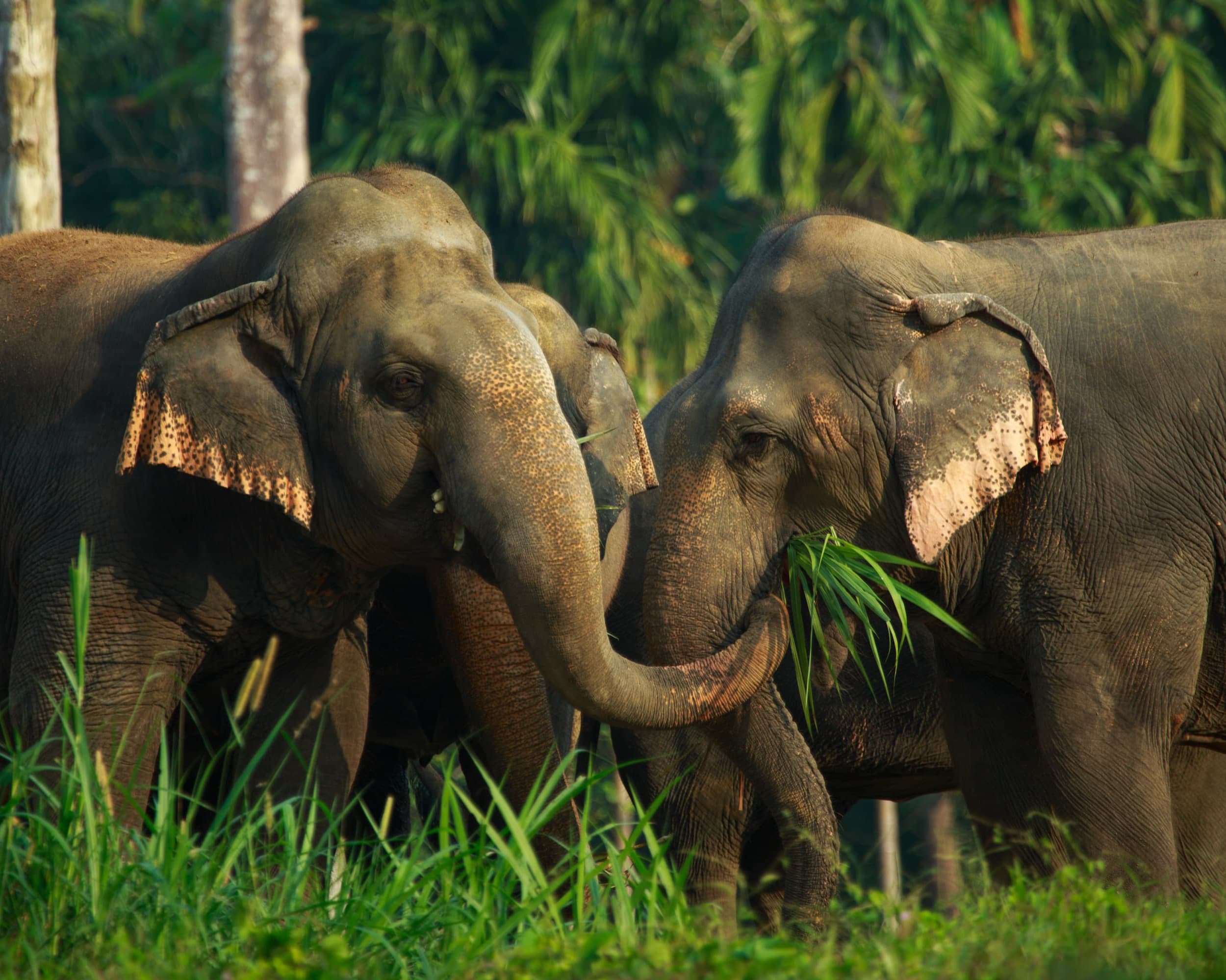 3 Days Jungle & Lake Camp Safari — 9
