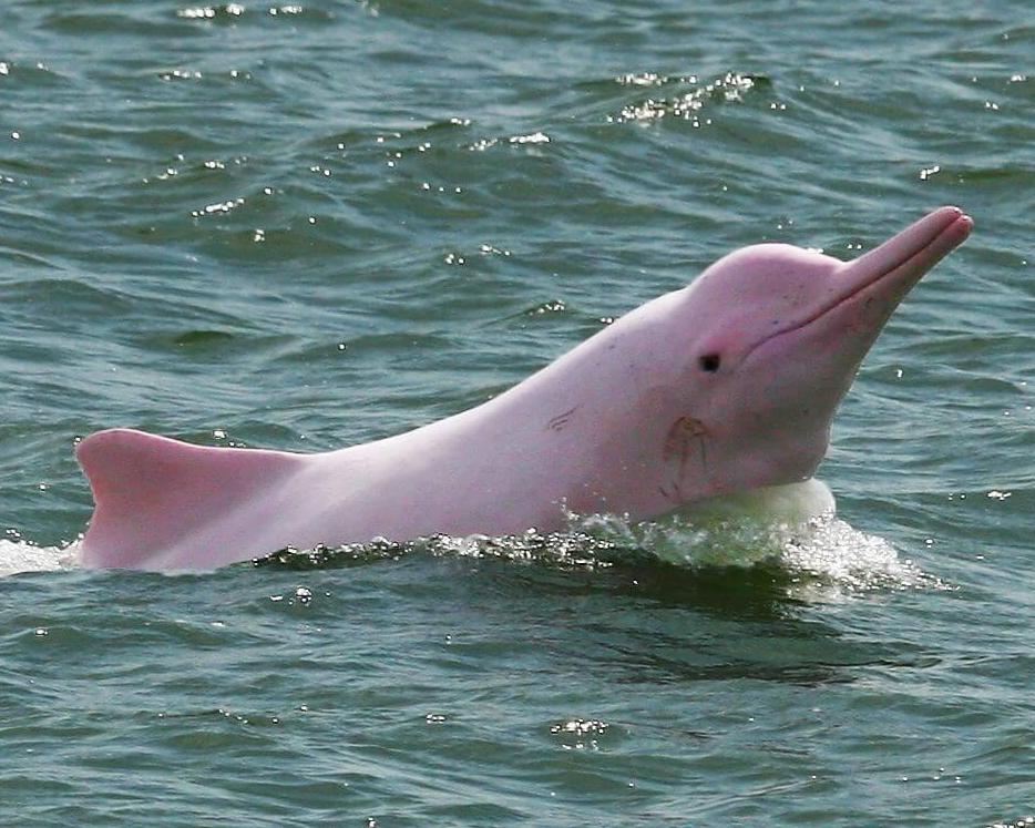 Samui Island Hopping by Private Longtail boat / Speedboat (Koh Tan & Koh Mudsum)