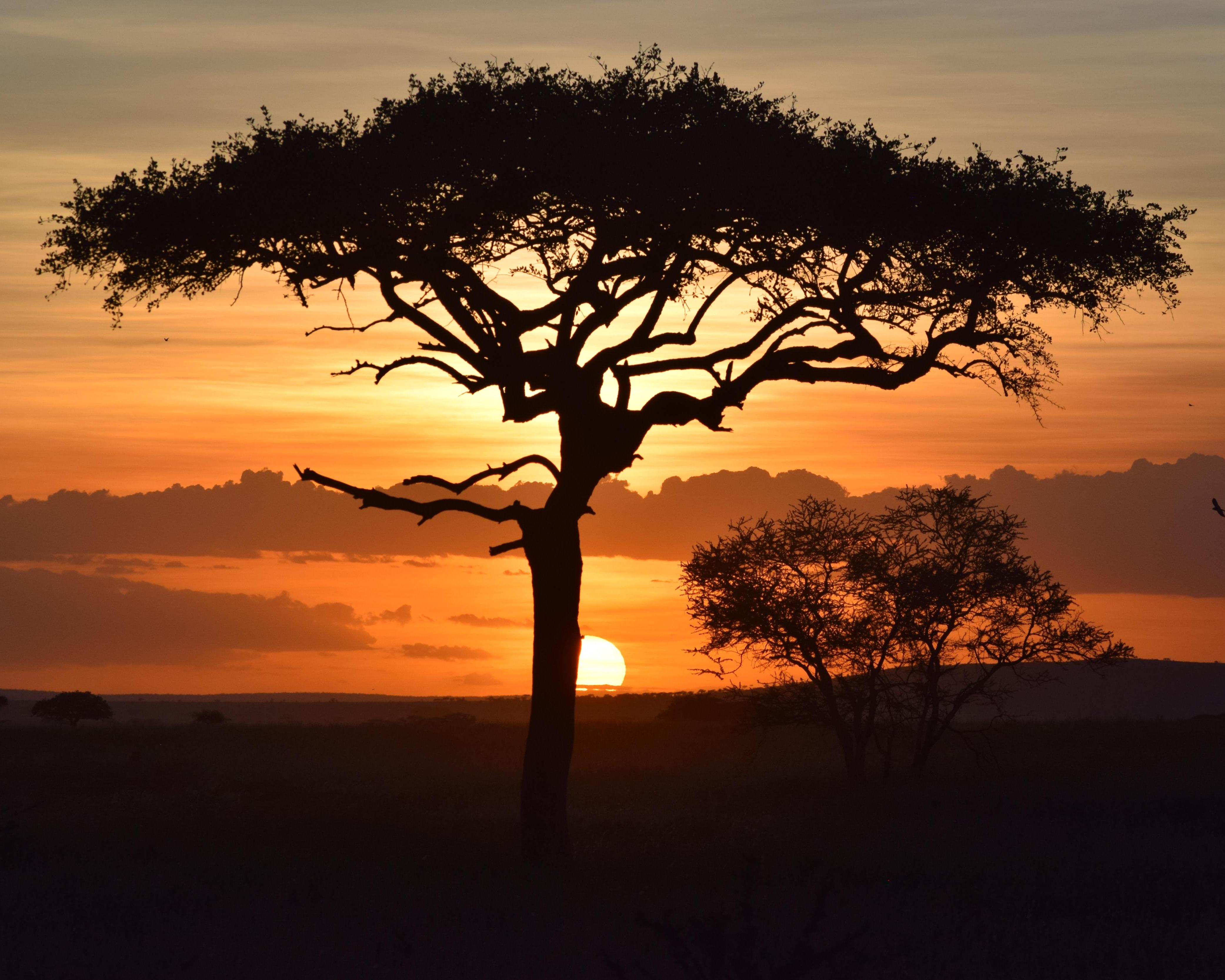 Safari "3 Tage Serengeti" (ab/bis Sansibar)