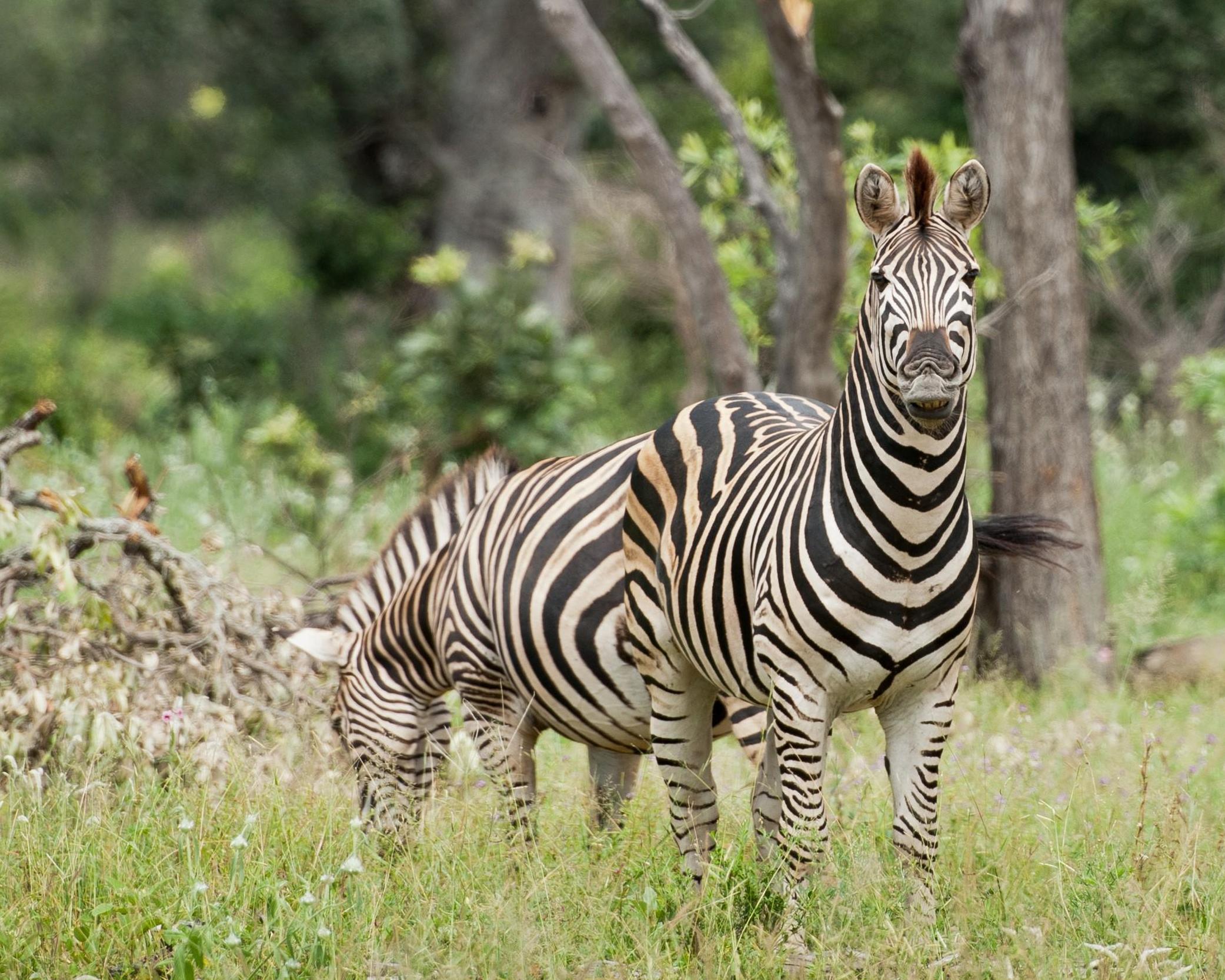 Kruger Nationalpark Safari (2 Nächte)