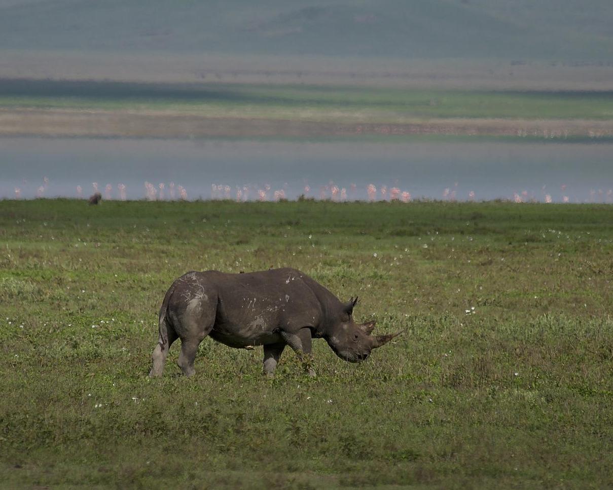 Ngorongoro Kraterwanderung