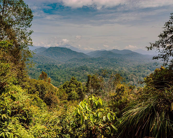Jungle Trekking to Canopy Walkway & Terisek Hill
