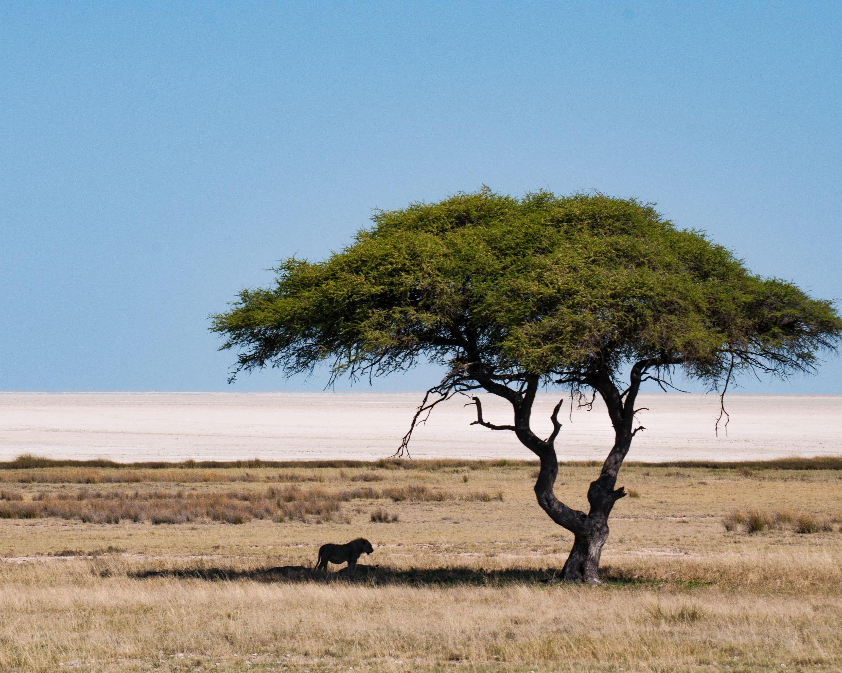 Safari "Von Namibia über Botswana nach Simbabwe"