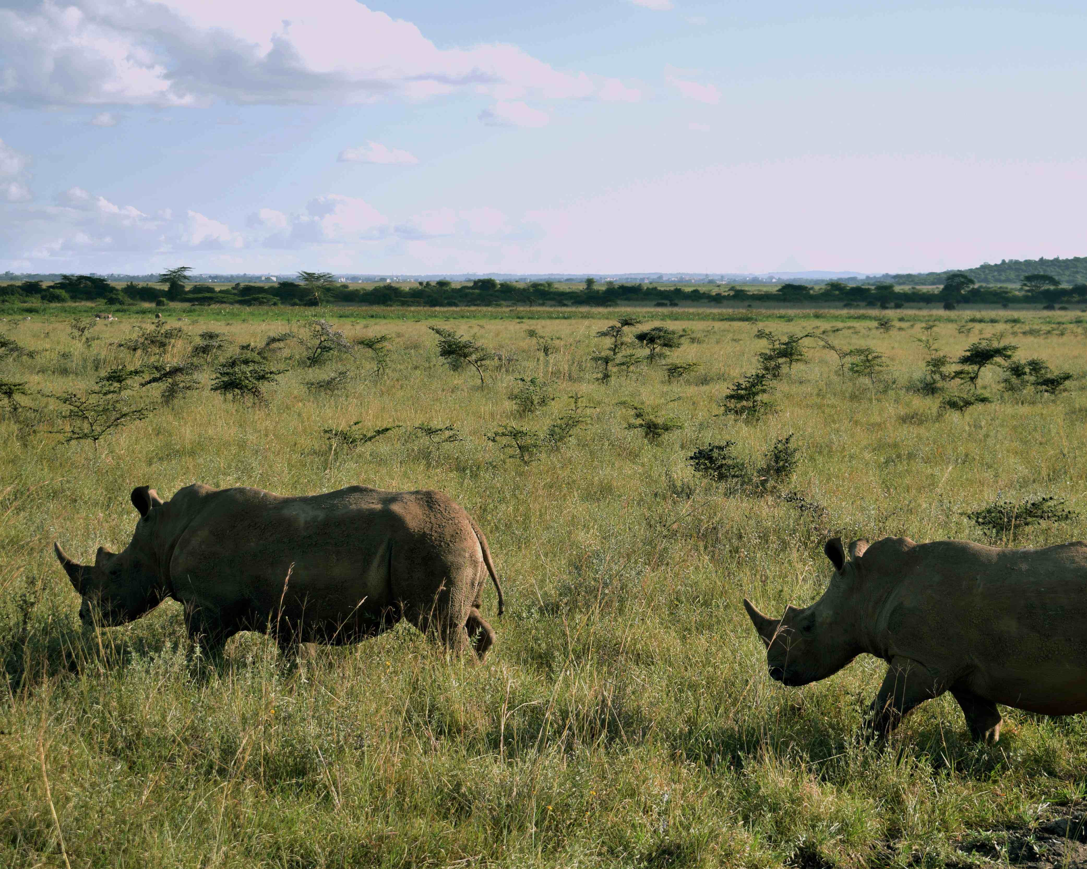 Safari Nairobi Nationalpark Tour