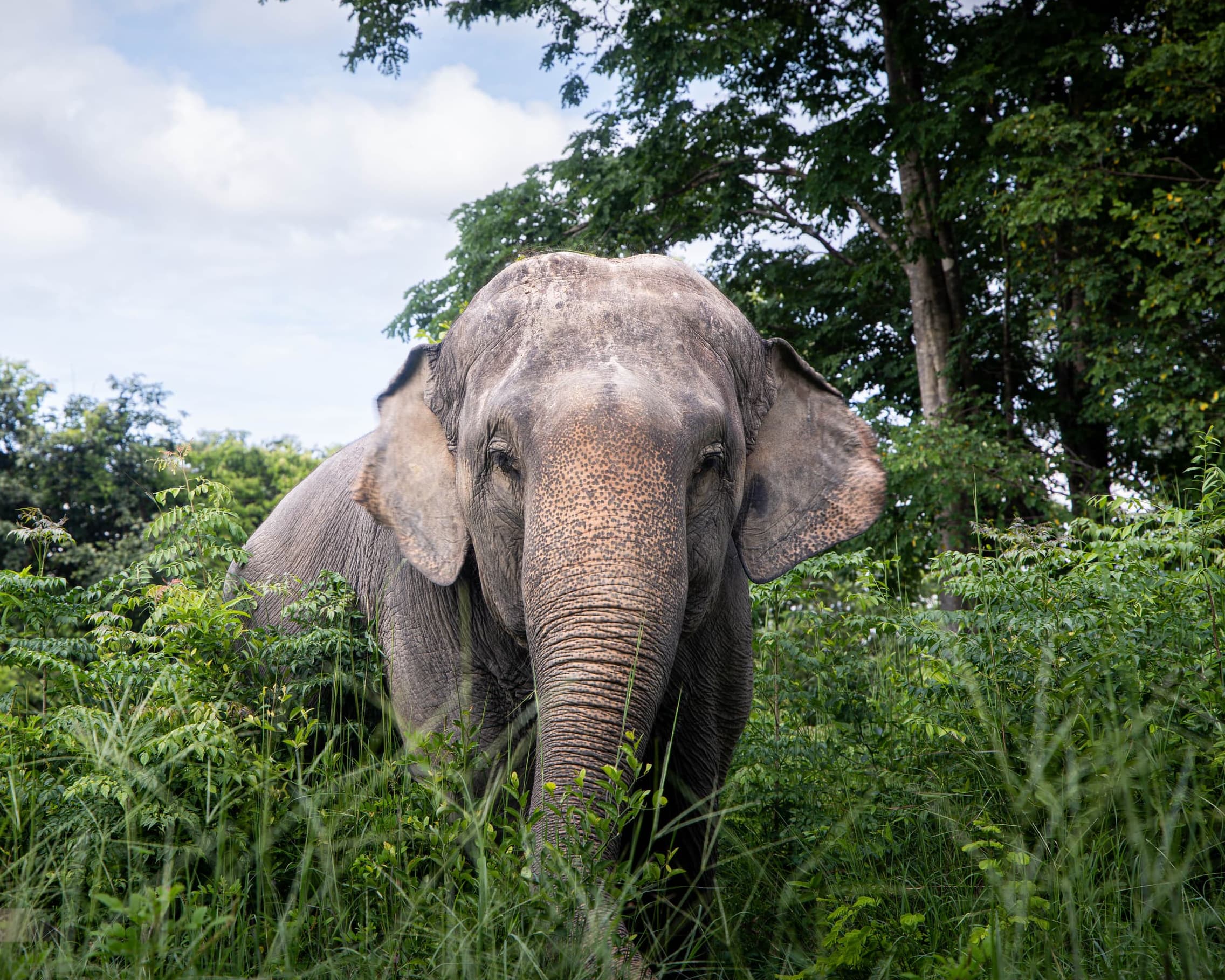 Safari w Bush Camp w Chiang Mai - 2 Dni — 12