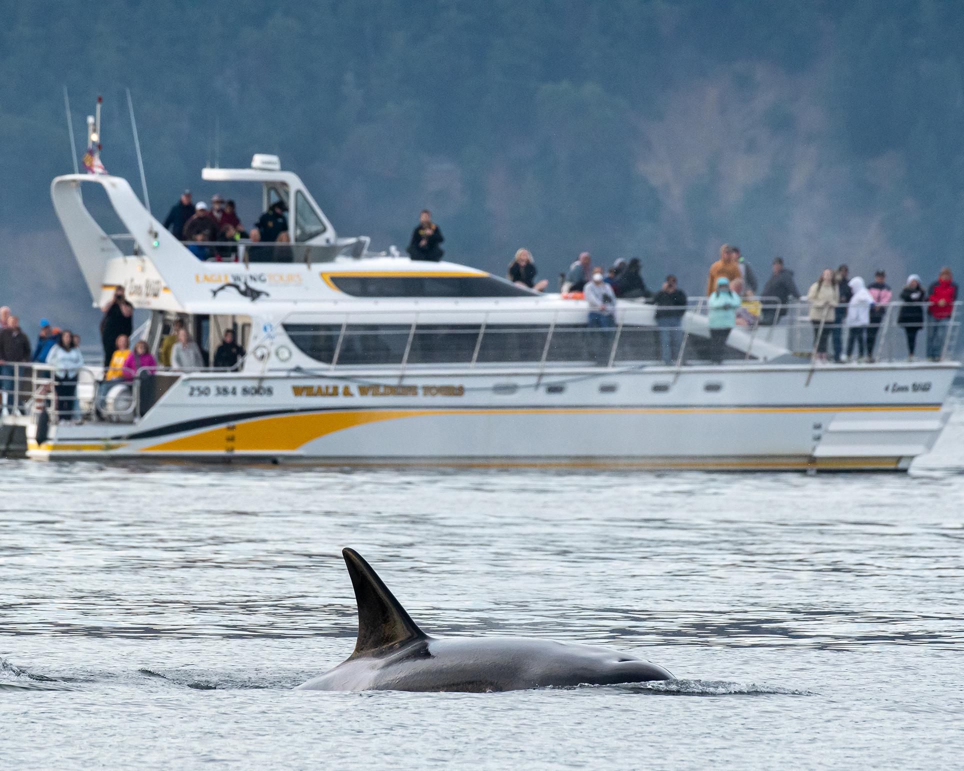 Victoria - Whalewatching tour per Catamaran