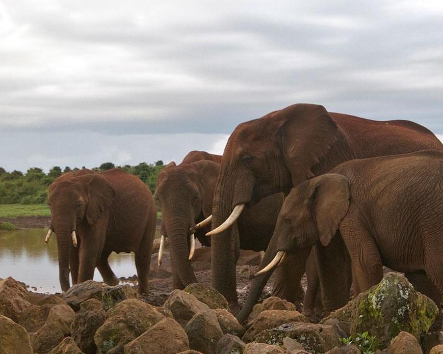 Safari "Masai Mara, Aberdare und Naivasha Nationalpark"