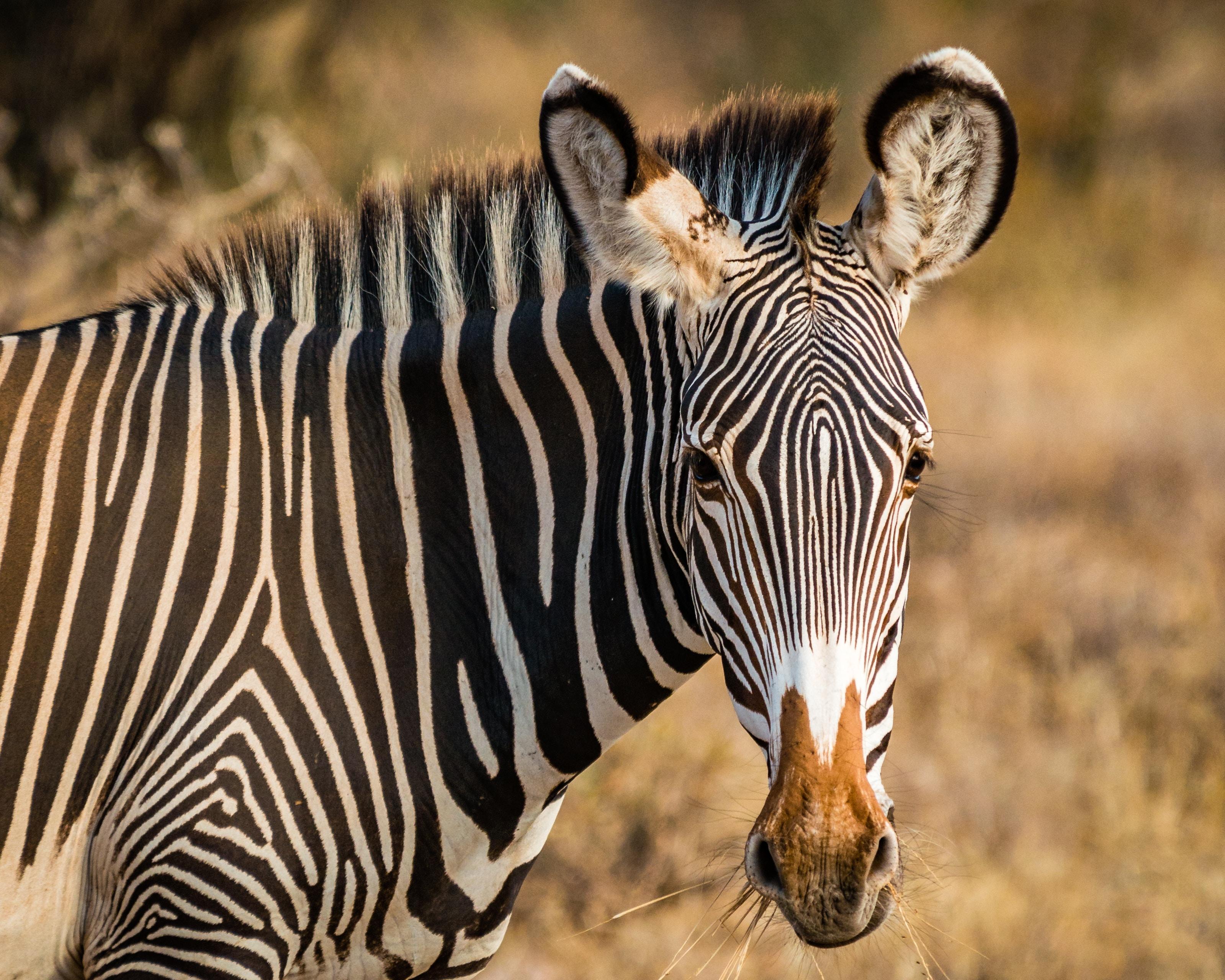 Große Kenia Safari