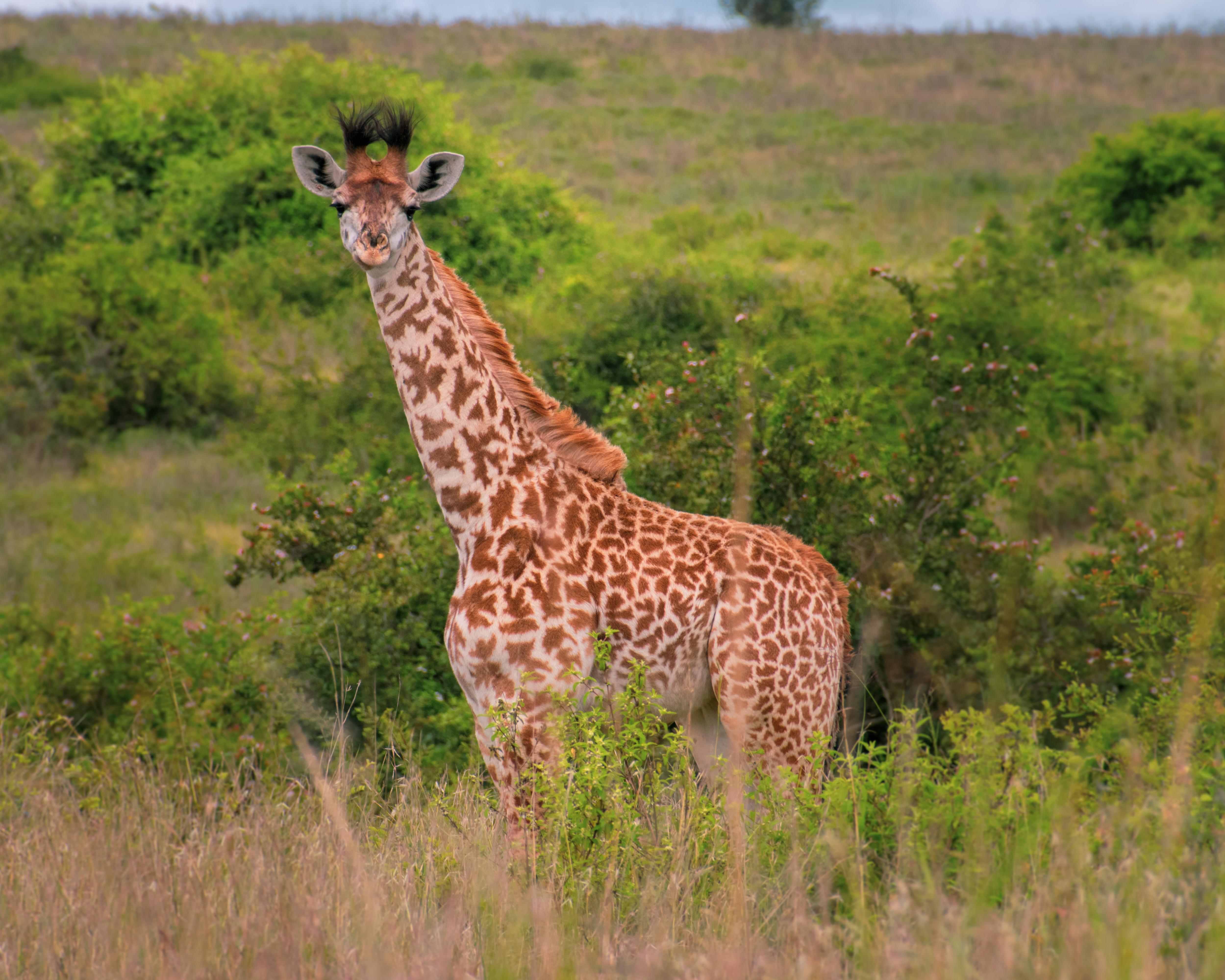 Safari Nairobi Nationalpark Tour