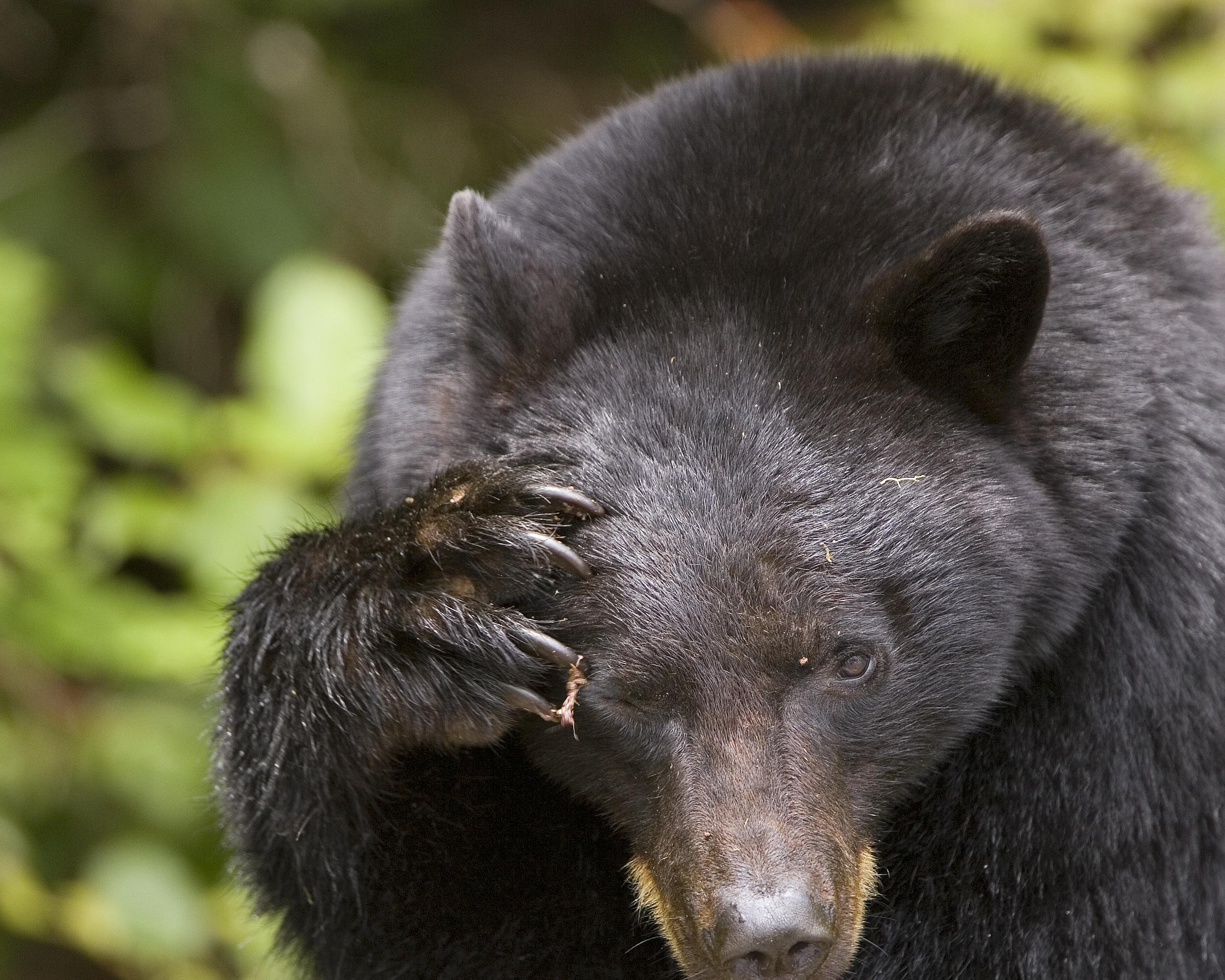 Bear Watching in Uclulet per boot