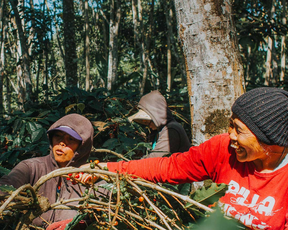 Intercity tour Kalibaru to Gilimanuk with Plantation Visit