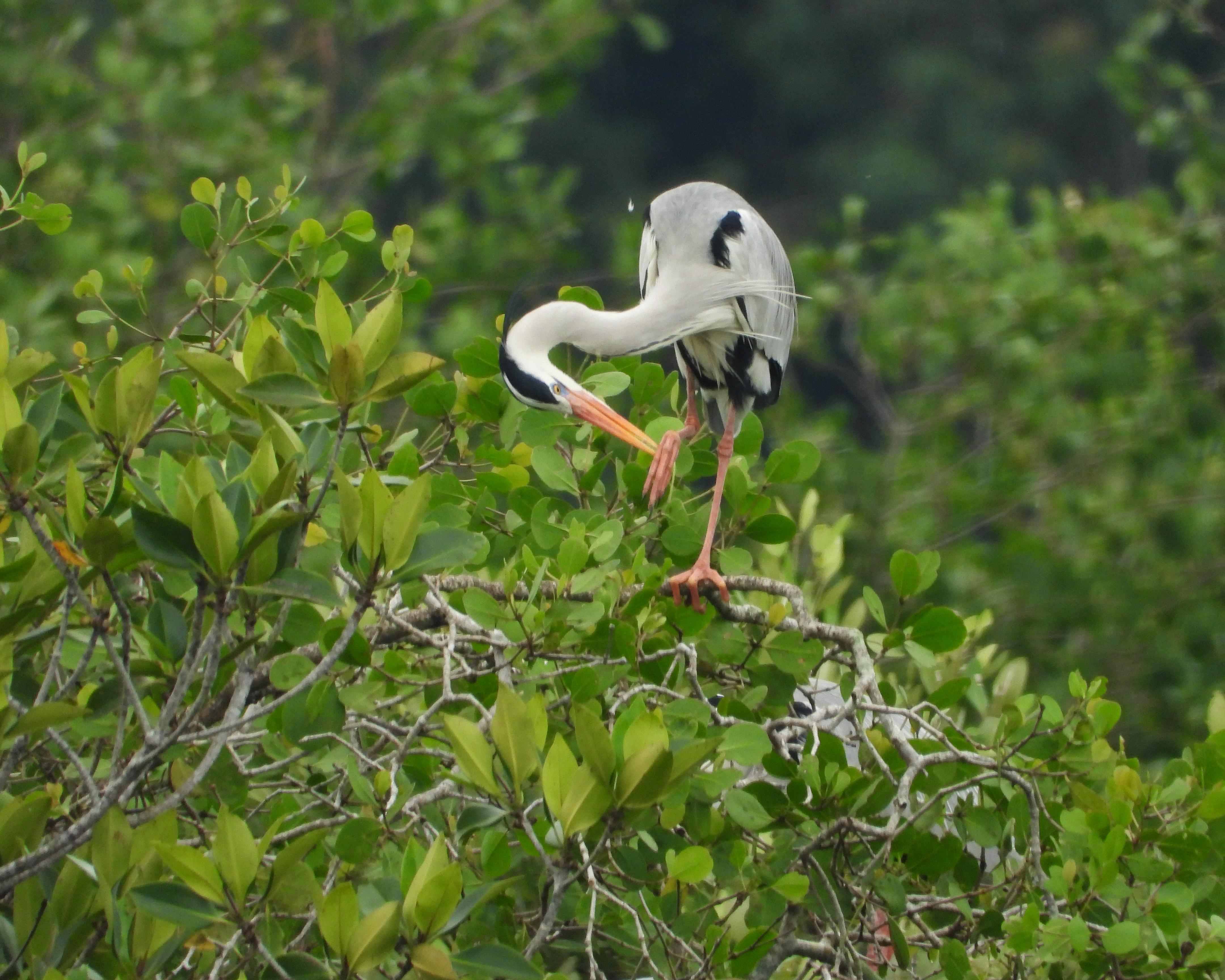 Sungai Lebam Kayaking Adventure