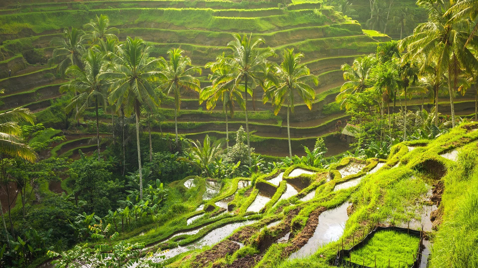 Pushime ne Bali