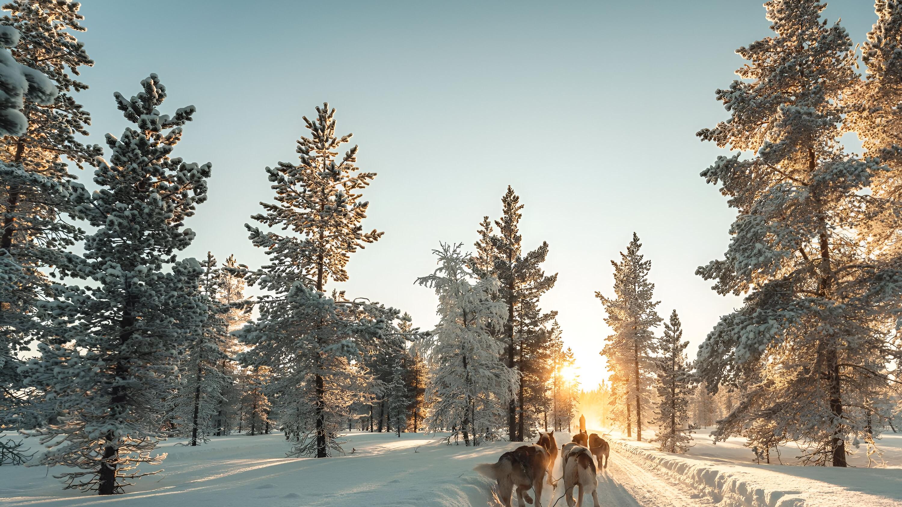 PASEO EN TRINEO LAPONIA
