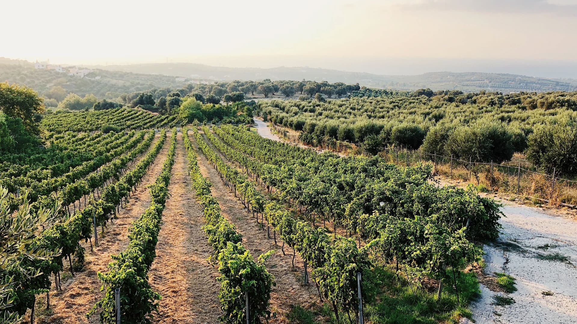 Agreco Farm Crete – Eksperienca Autentike Kretase me Kalemi Travel