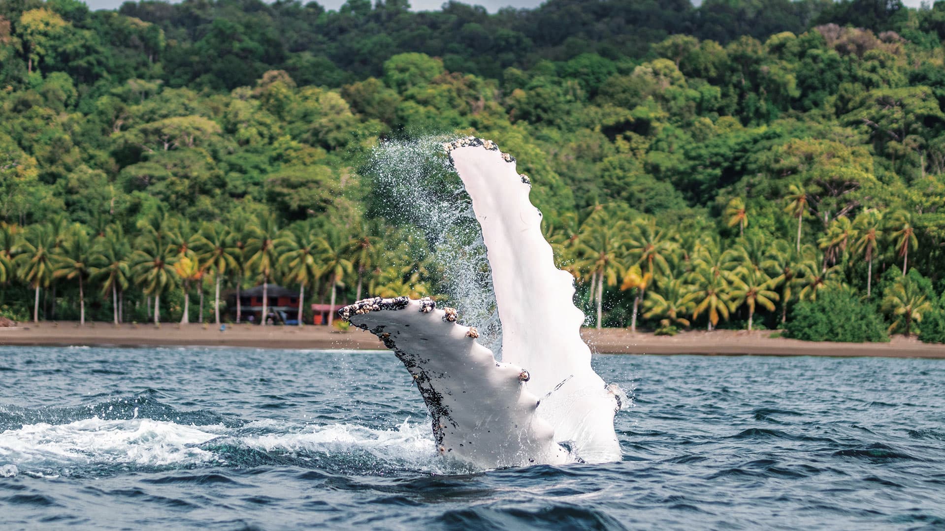 Avistamiento de ballenas