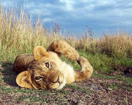 Lake Nakuru Sopa Lodge 