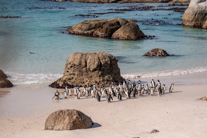 Zuid-Afrika: 14 dagen vol avontuur van Kaapstad en de pinguïns bij Kaap de Goede Hoop tot de wijngaarden