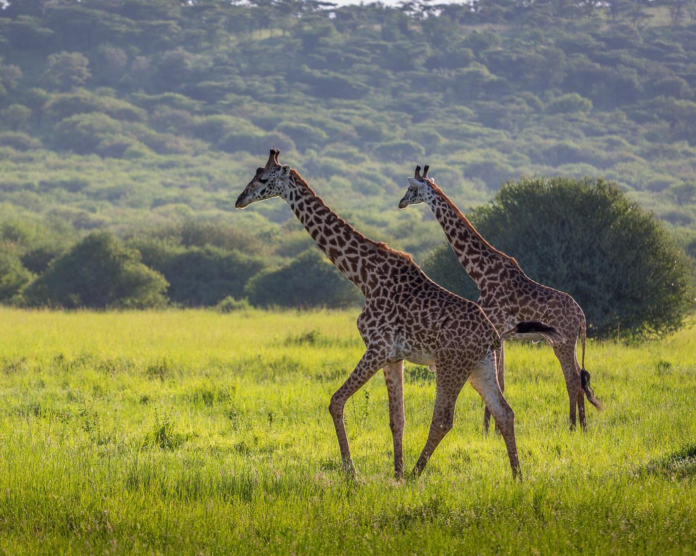 Safari "Wildlife Discovery" & Entspannung in Dar es Salaam