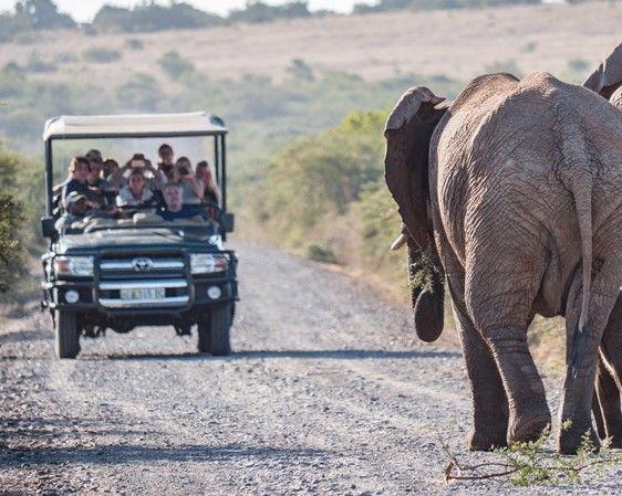 Ontdek de Tuinroute en het Amakhala Nature Reserve