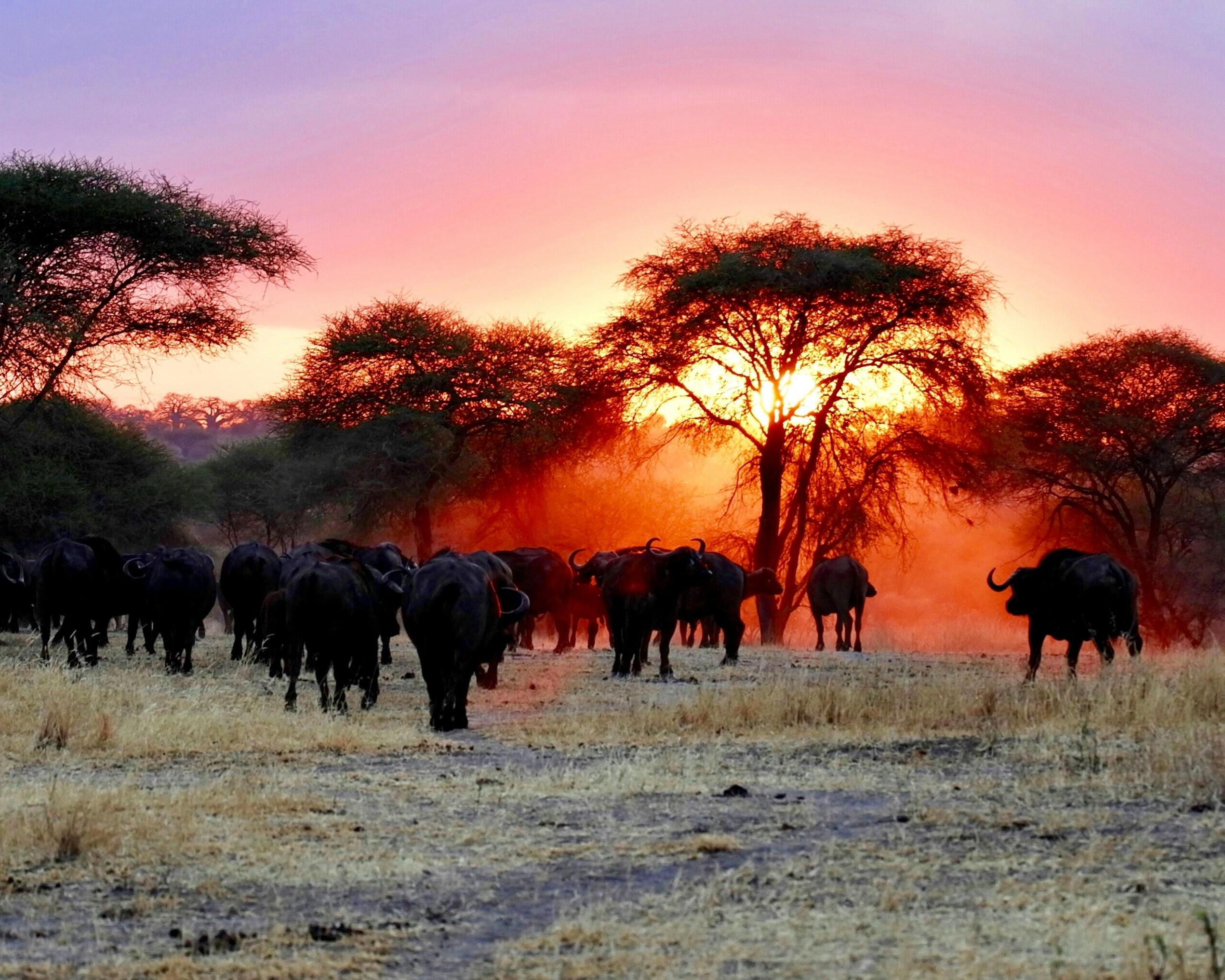 Safari "Tarangire Nationalpark" & Baden auf Sansibar