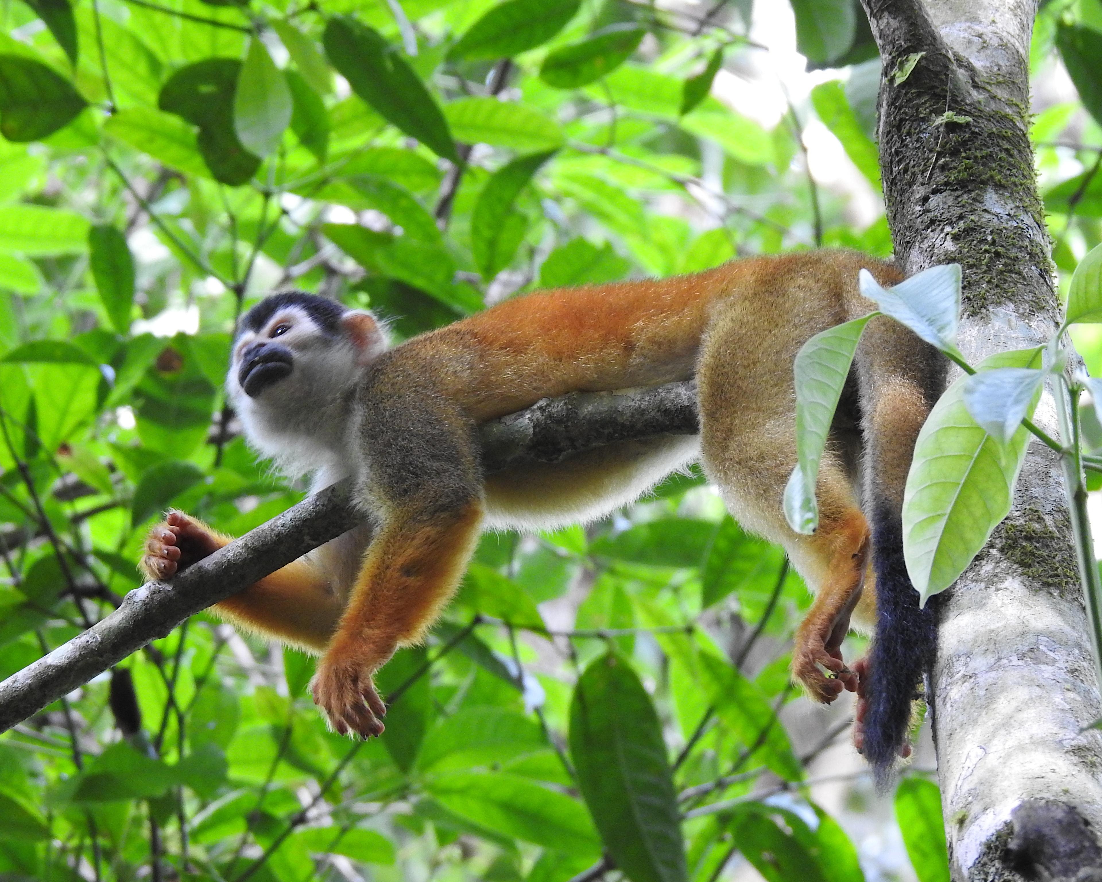 Het beste van Costa Rica