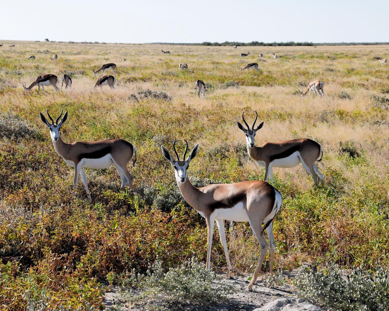 Het noorden van Namibië