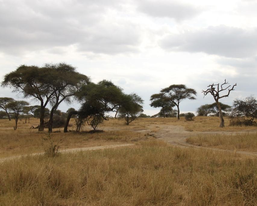 Tarangire National Park, Tanzania