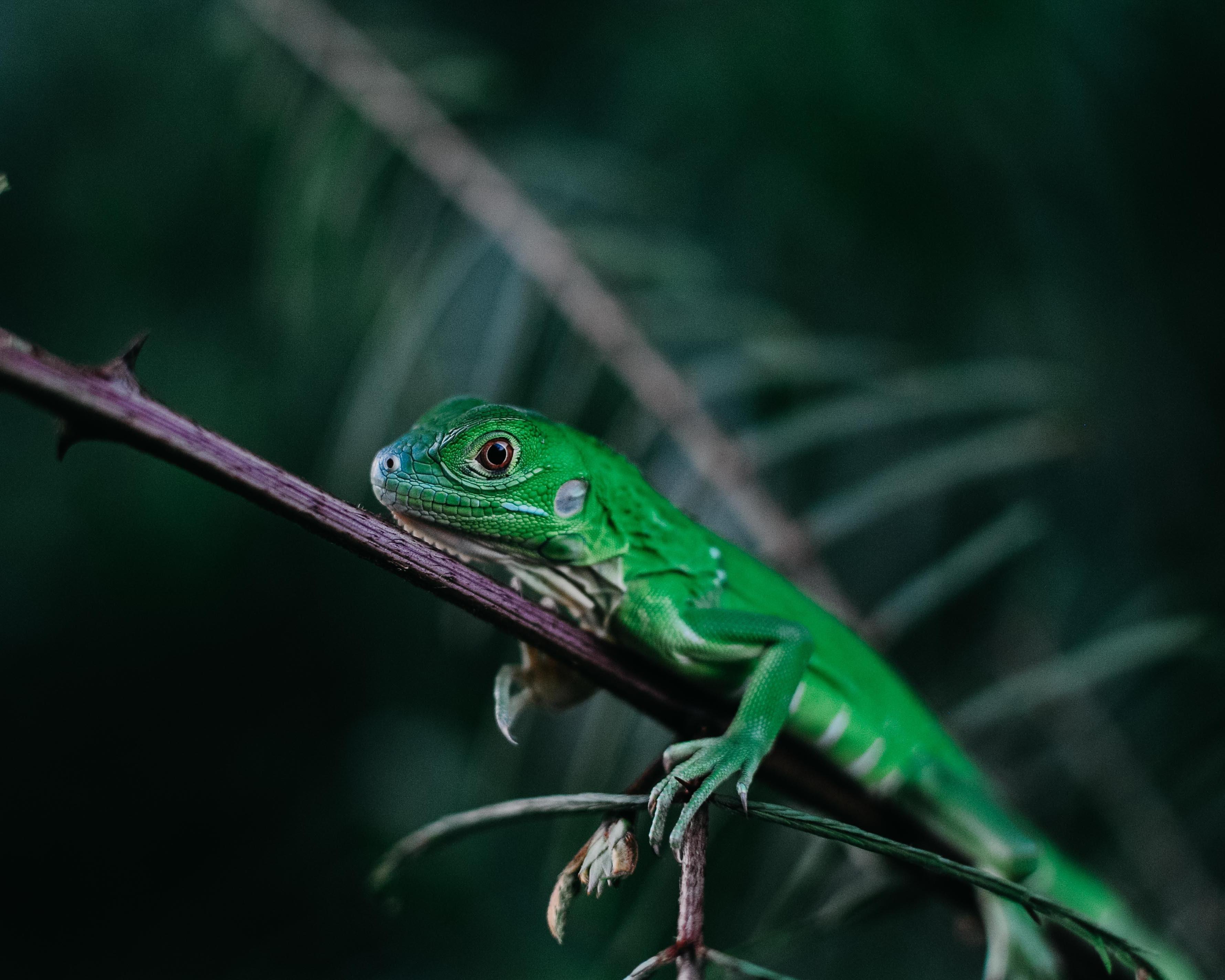 Ontdek het prachtige Costa Rica