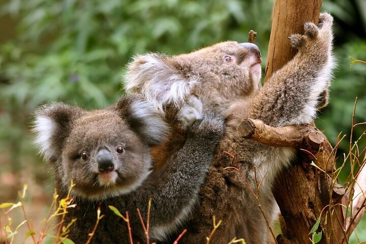 Vacanta copiilor - Descopera Australia - februarie