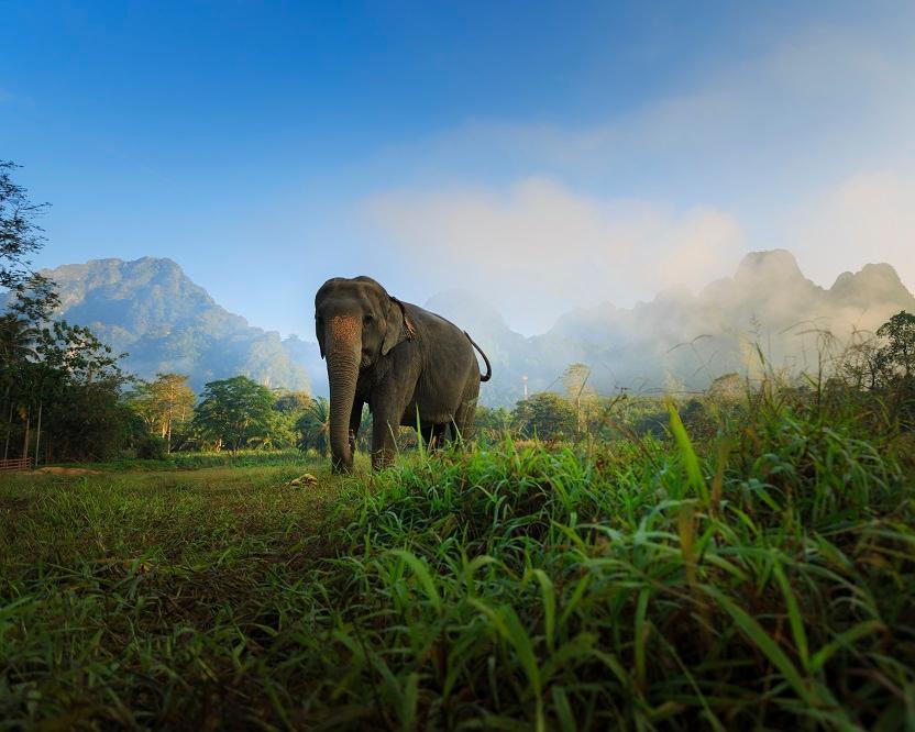 Elephant Hills Regenwald Natur Safari (ab Phuket/bis Khao Lak) Hintergrundbild