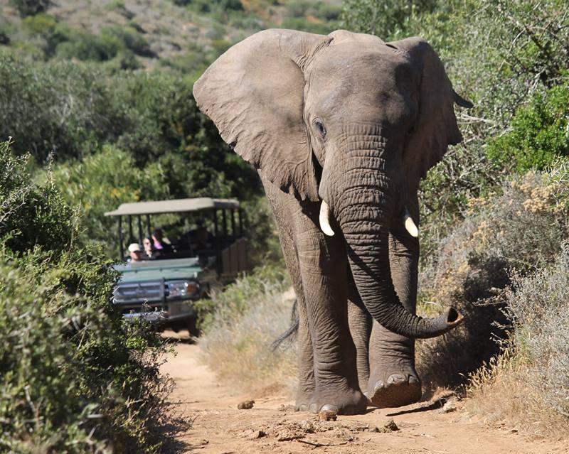 Ontdek de Tuinroute en het Amakhala Nature Reserve