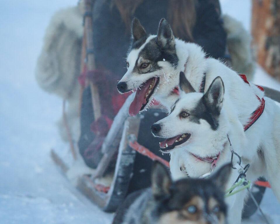 Aventura cu husky si reni in Levi, Finlanda - ianuarie 2026