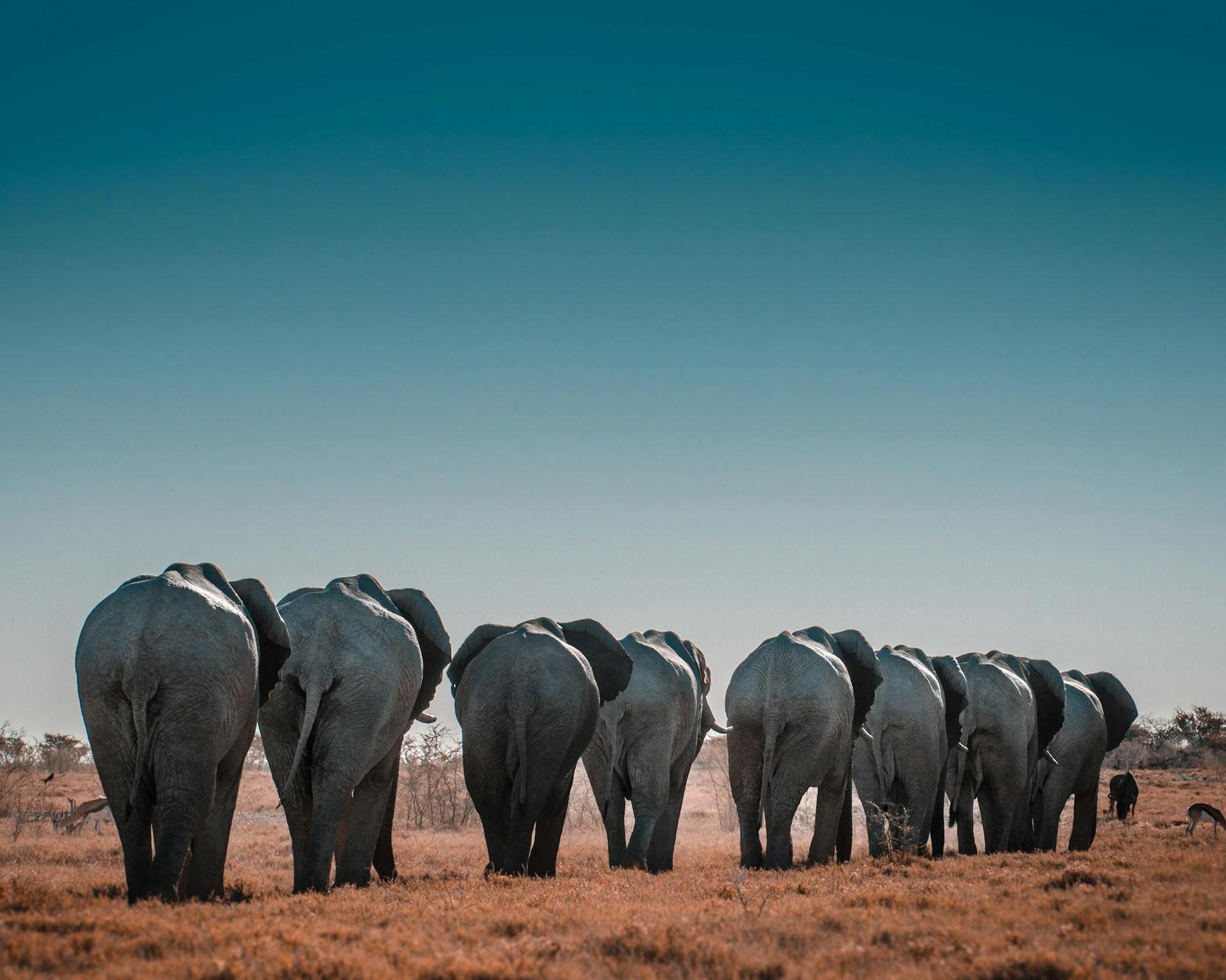 Etosha National Park, Namibia