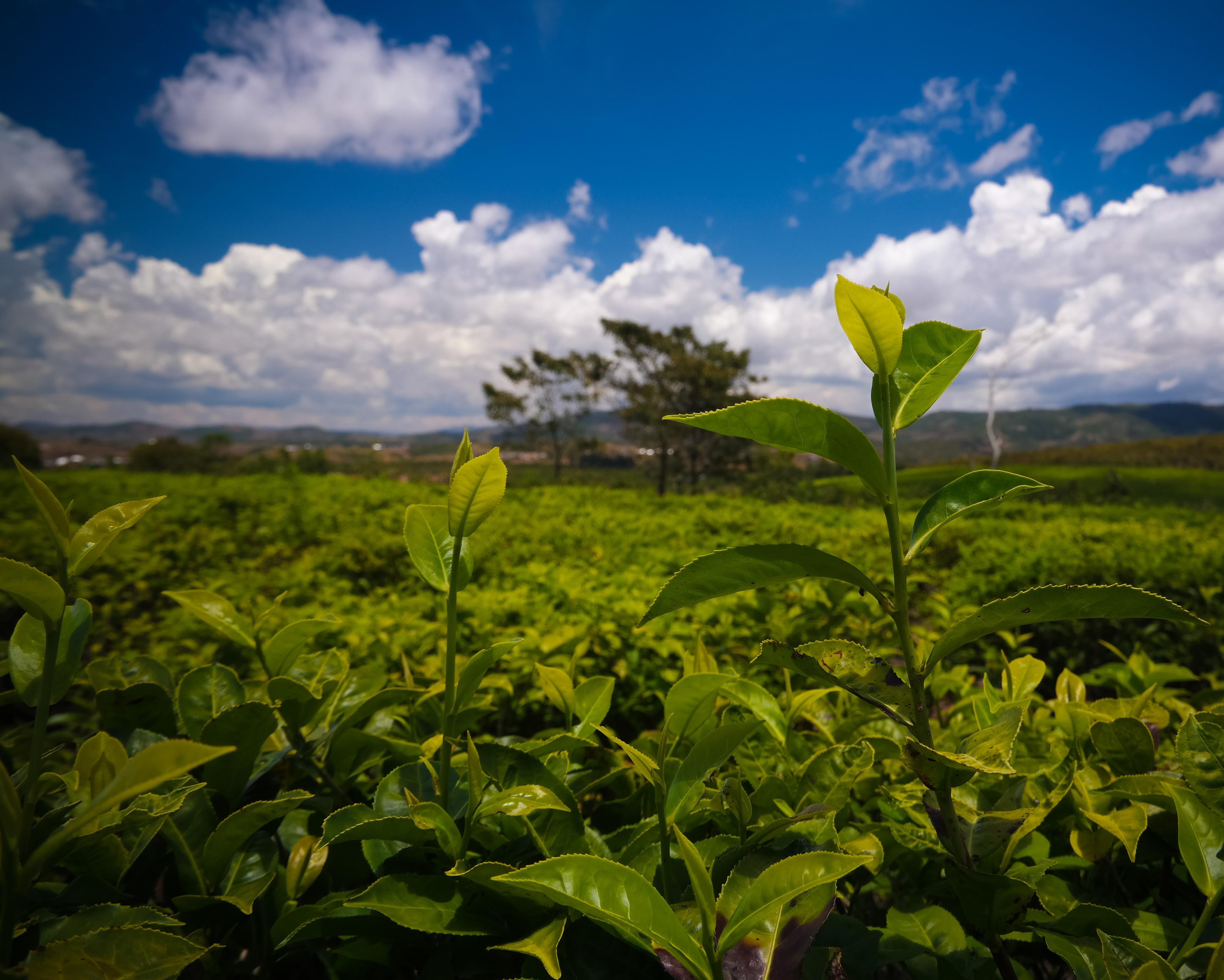 Sahambavy, Madagascar