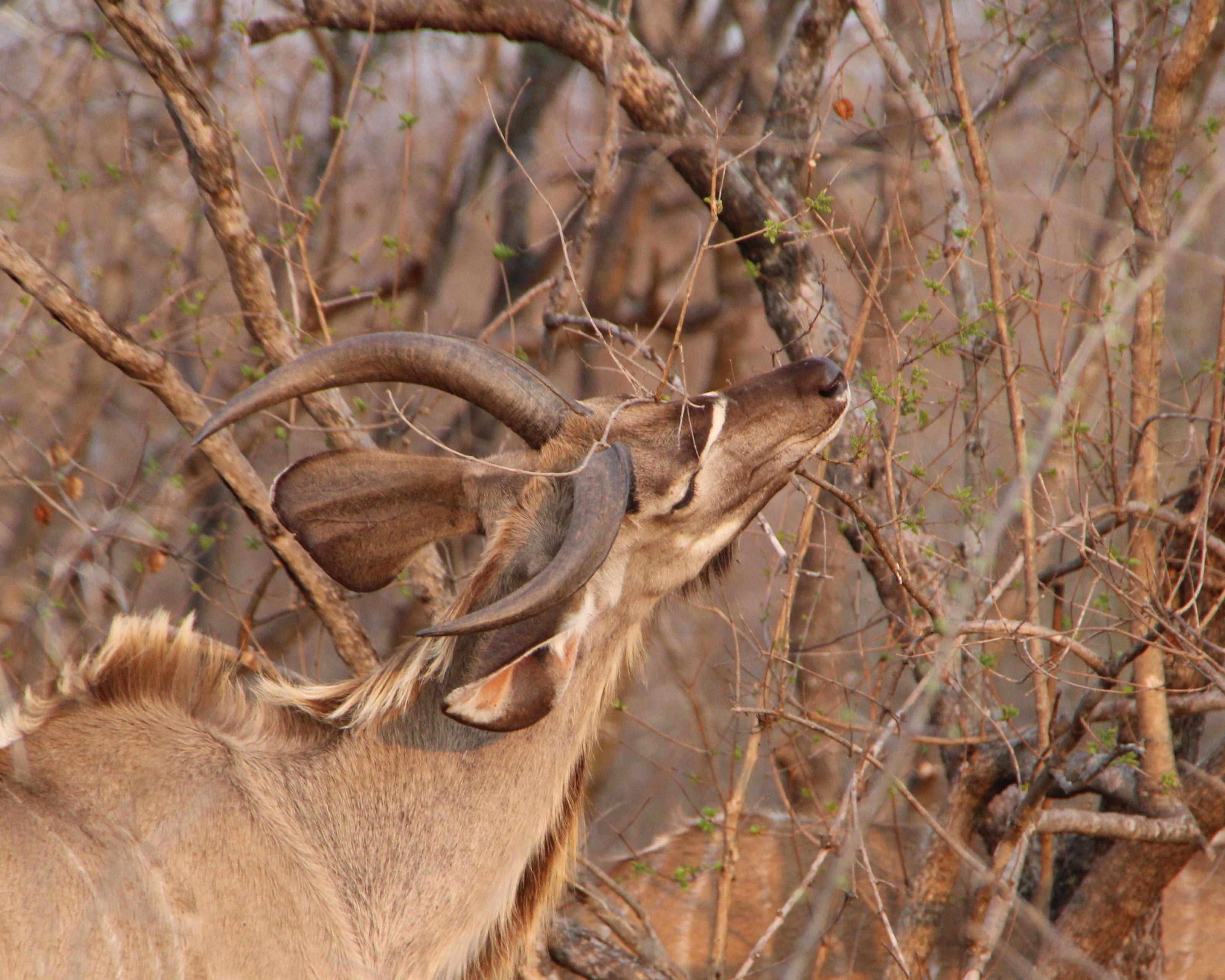 Kapama Game Reserve, South Africa
