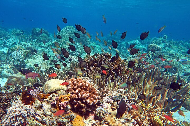 Snorkeling in Bali, Indonezia - iulie 2026