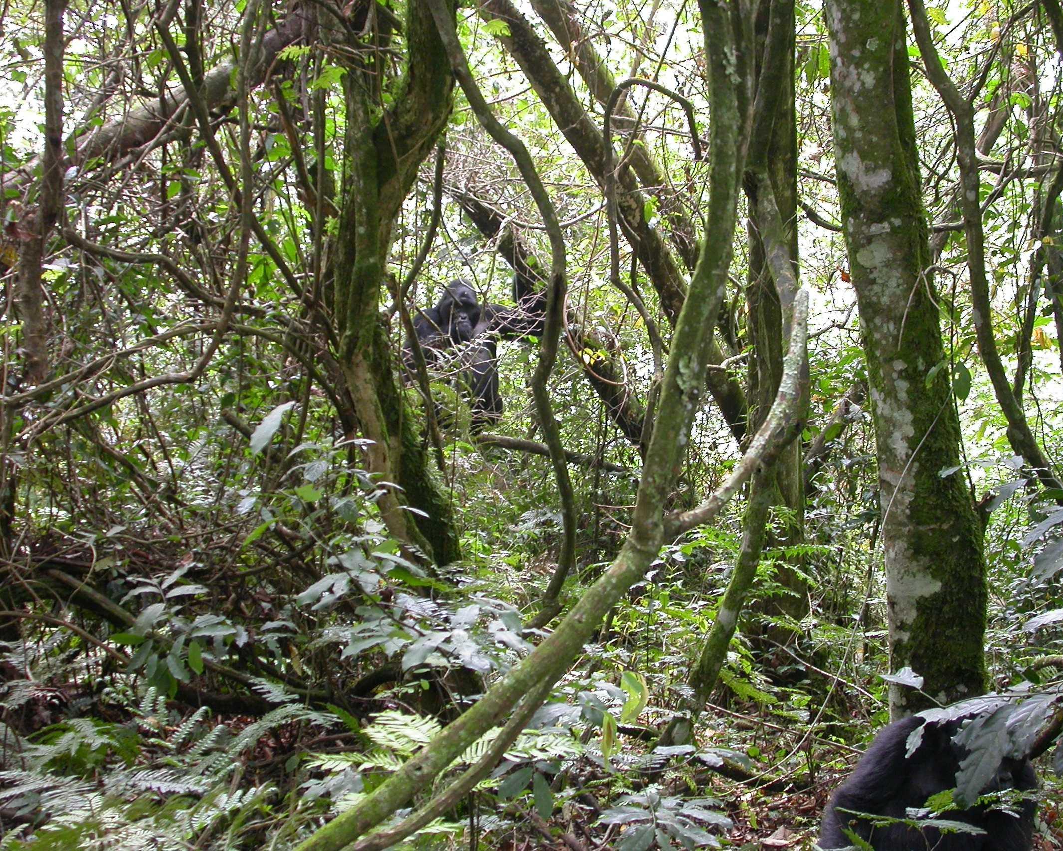Bwindi Impenetrable Forest, Uganda