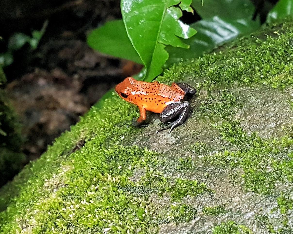 Ontdek het prachtige Costa Rica