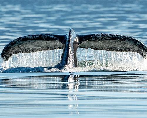 Icy Strait Point AK, United States of America